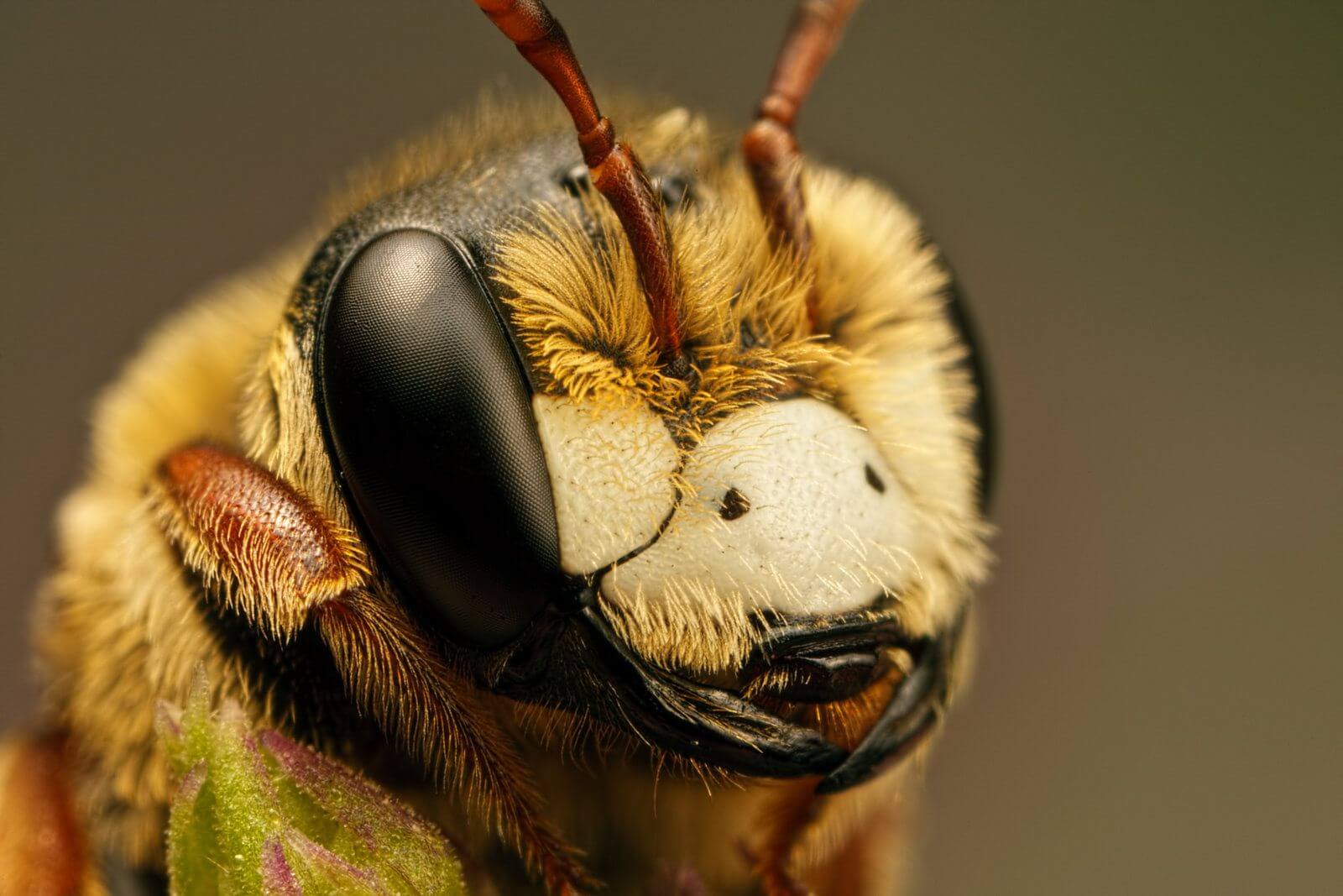 Mind Blowing Examples of Macro Photography-cgfrog-10