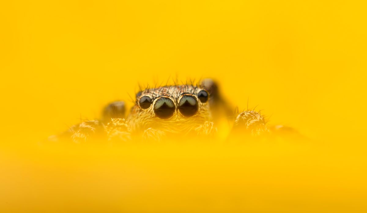 Mind Blowing Examples of Macro Photography-cgfrog-11