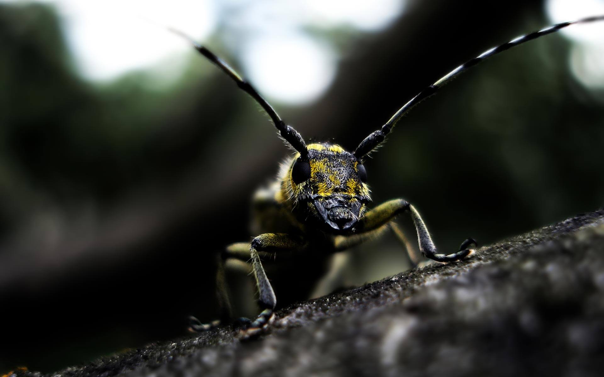 Mind Blowing Examples of Macro Photography-cgfrog-14