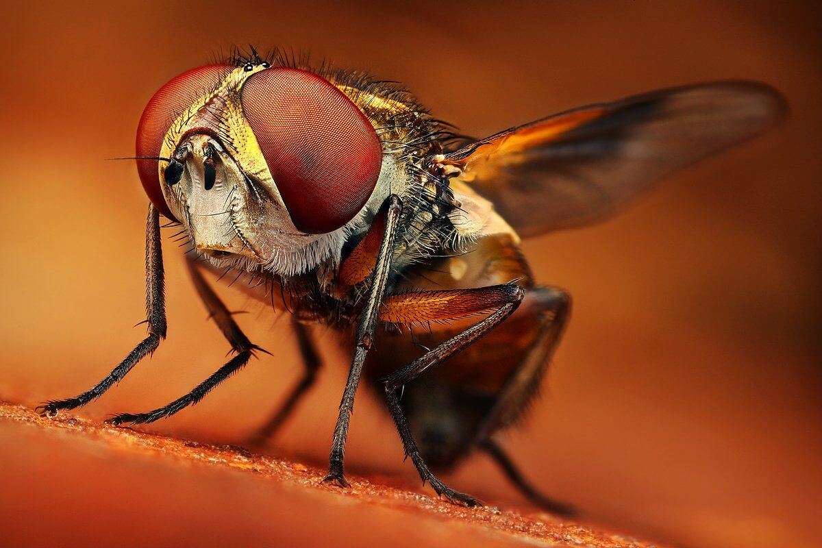 Mind Blowing Examples of Macro Photography-cgfrog-16
