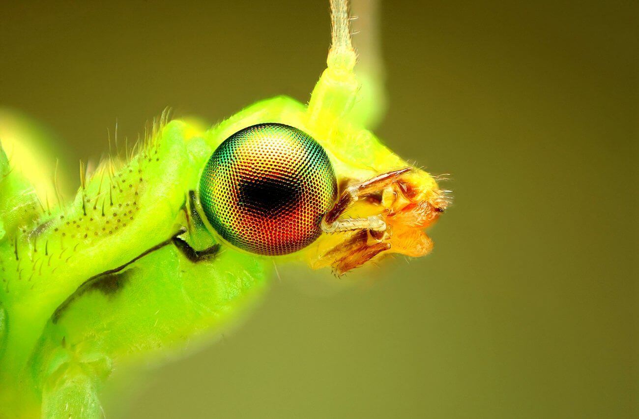 Mind Blowing Examples of Macro Photography-cgfrog-17