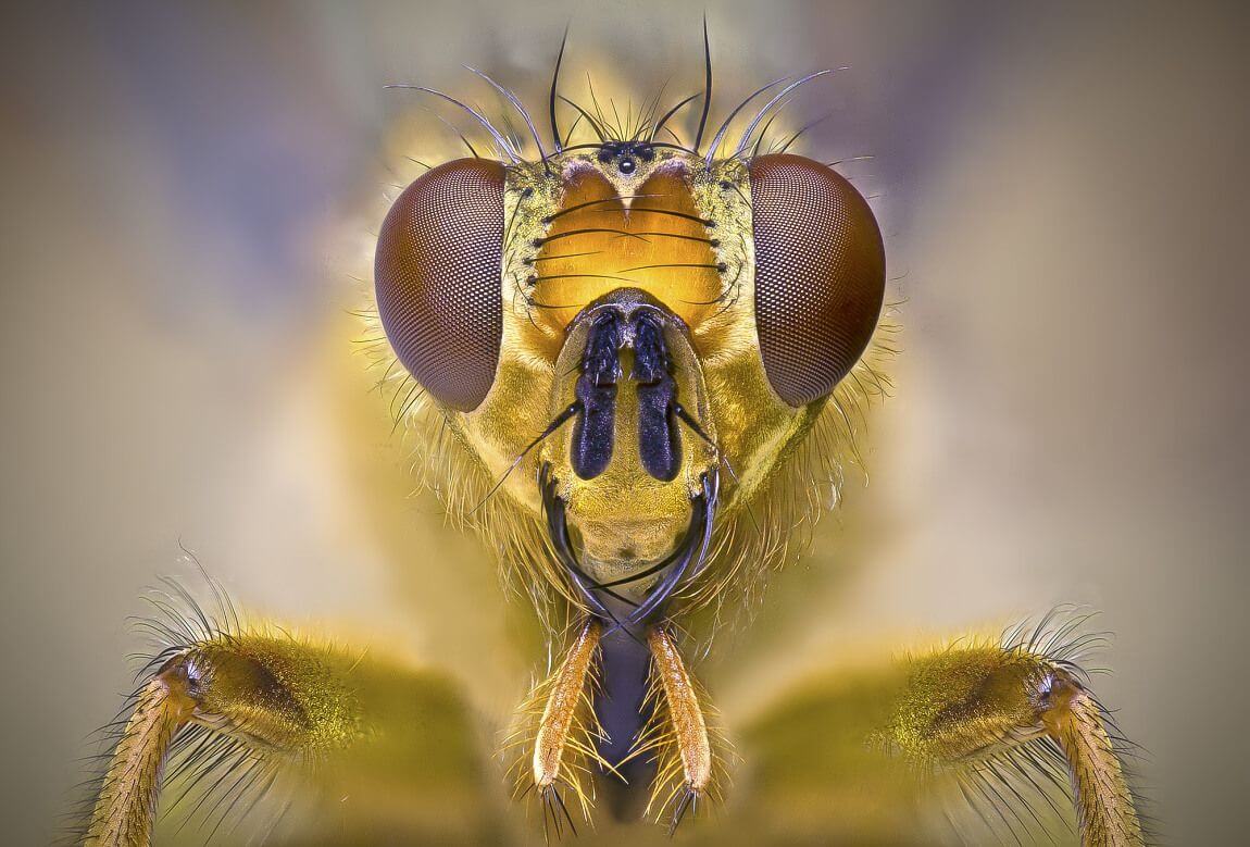 Mind Blowing Examples of Macro Photography-cgfrog-2
