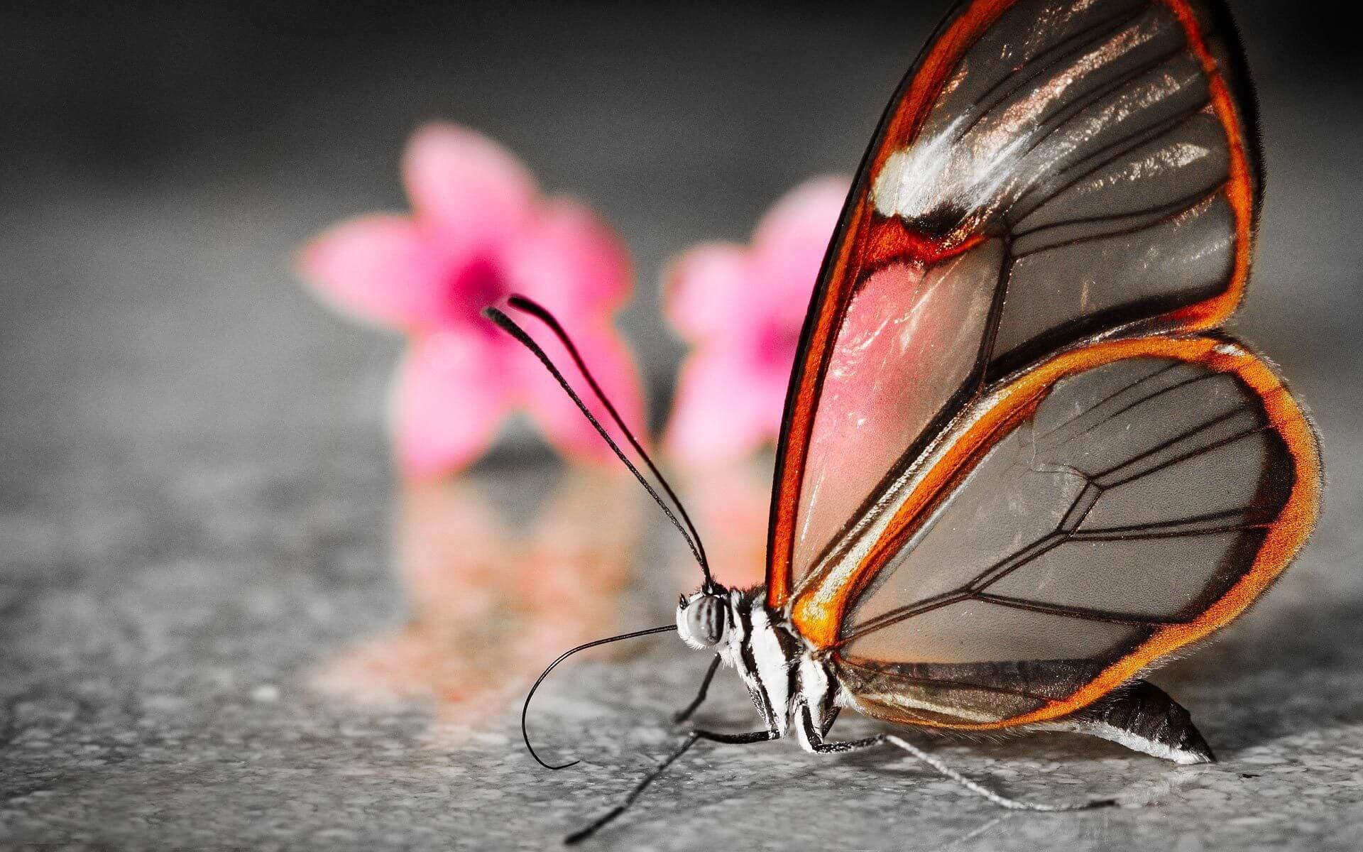 Mind Blowing Examples of Macro Photography-cgfrog-3