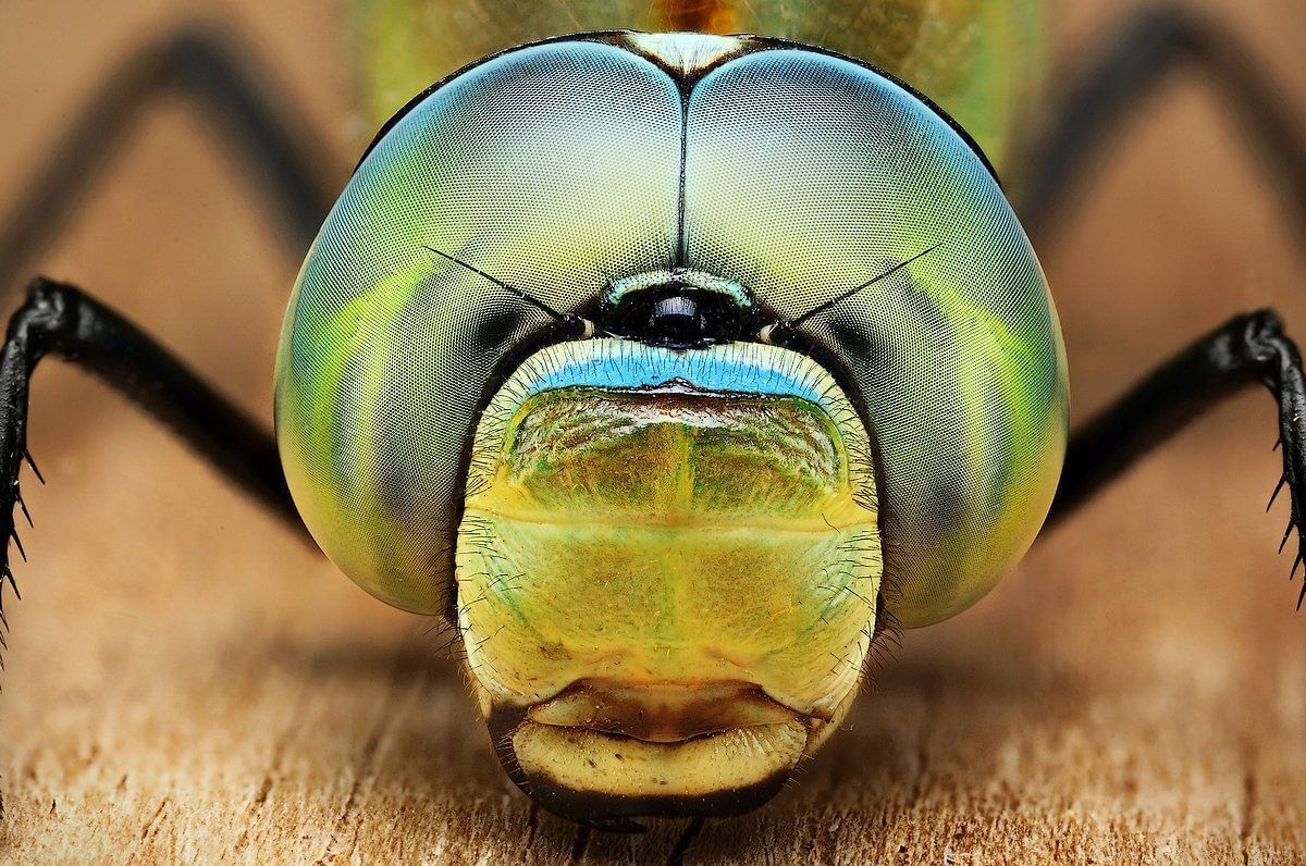 Mind Blowing Examples of Macro Photography-cgfrog-6