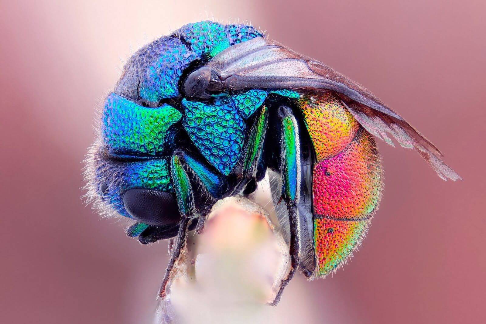  Mind Blowing Examples Of Macro Photography CGfrog