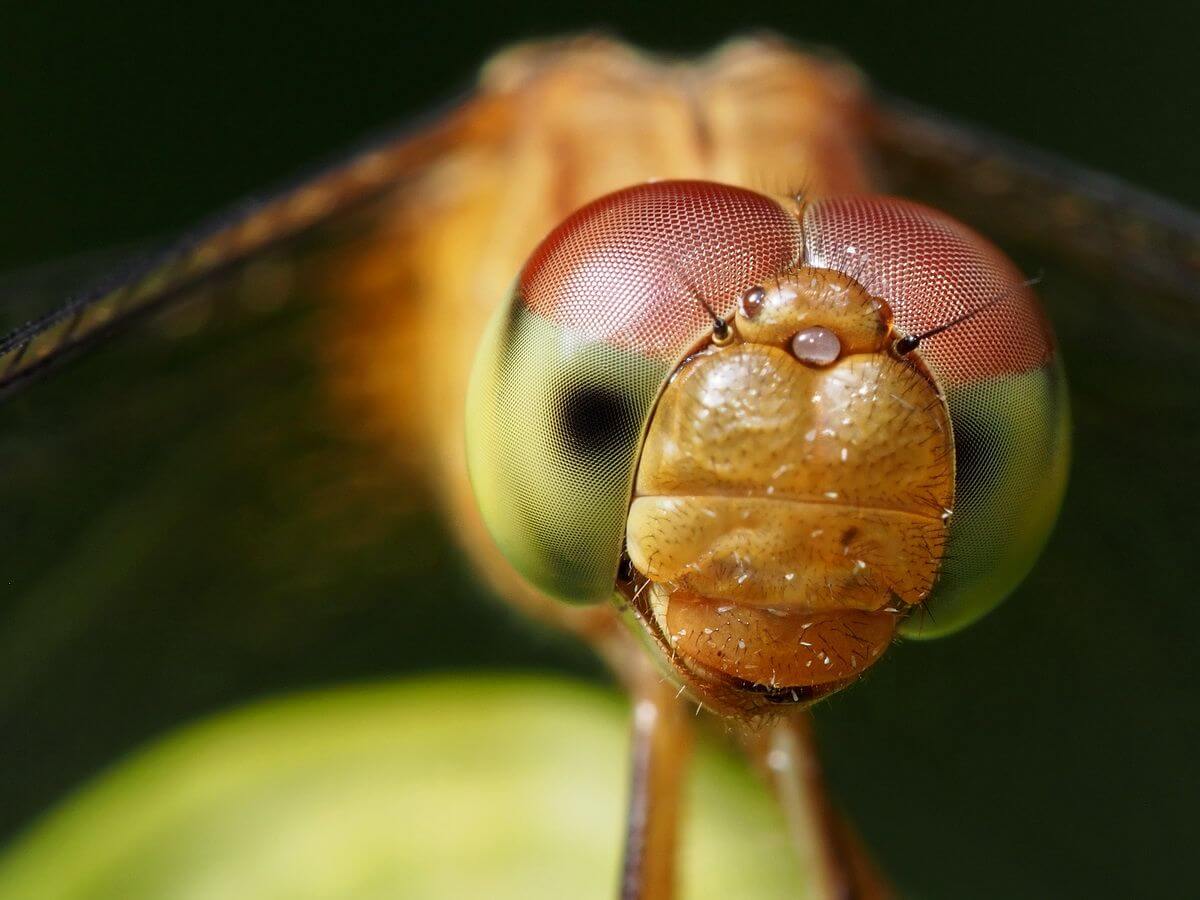 Mind Blowing Examples of Macro Photography-cgfrog-9