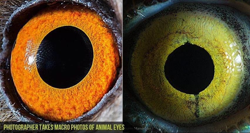 Photographer-Takes-Macro-Photos-of-Animal-Eyes