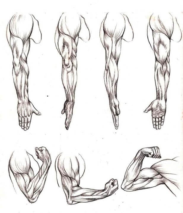 Study-of-Anatomical-Structure-Drawings-by-Veri-Apriyatno-cgfrog-11