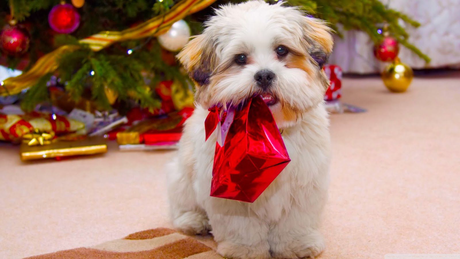 cute_dog_christmas-wallpaper-2400x1350