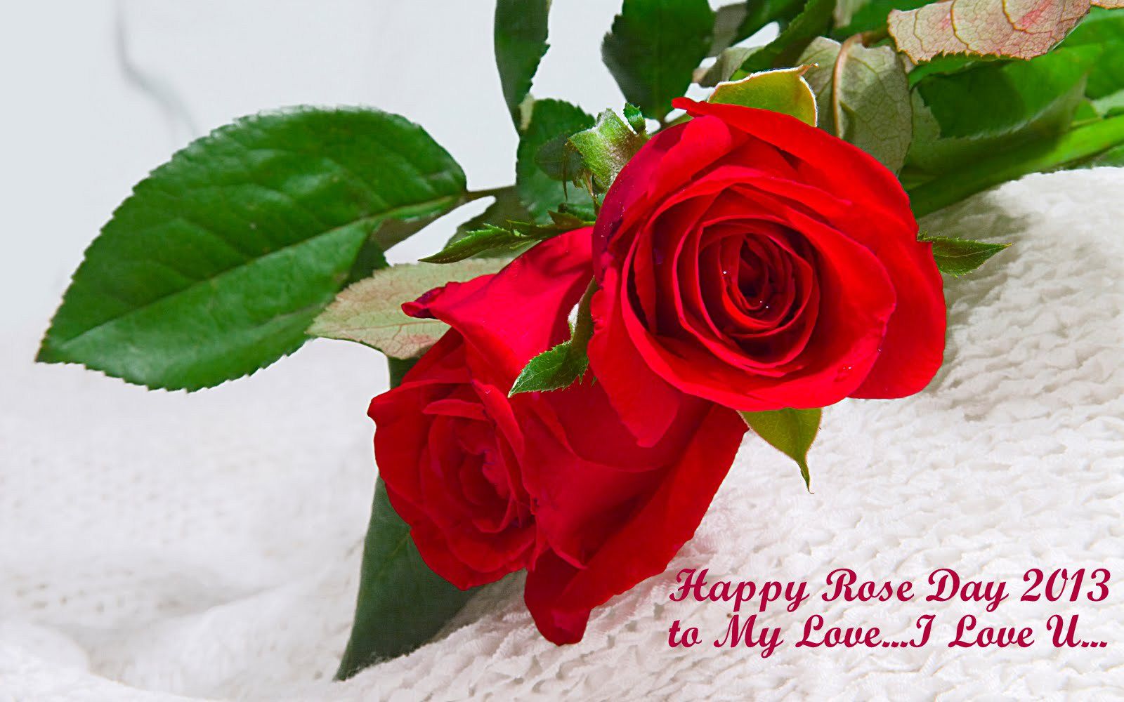 Download Send Rose Day Wallpapers Greetings Images Card