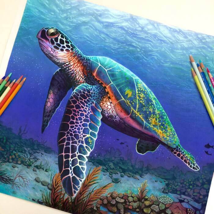 morgan-davidson-turtle-drawign