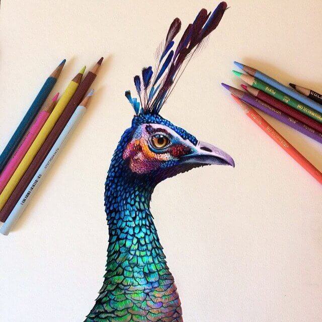 morgan-davidson-peacock-drawing
