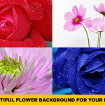 50+ Beautiful Flower Background for Your Desktop