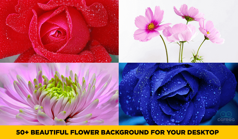 50+ Beautiful Flower Background for Your Desktop