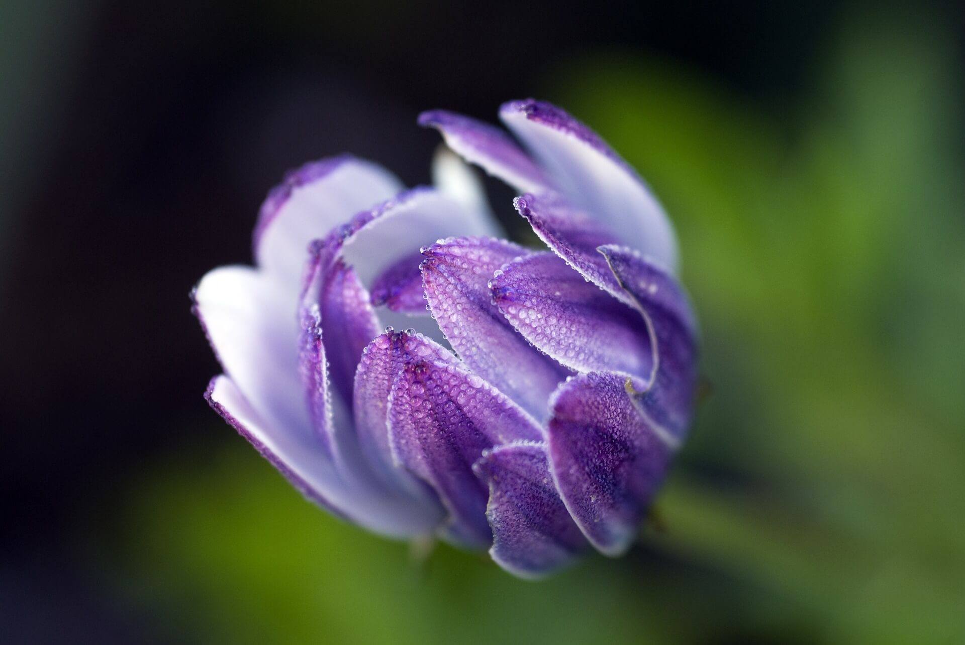 African Daisy Flower Background