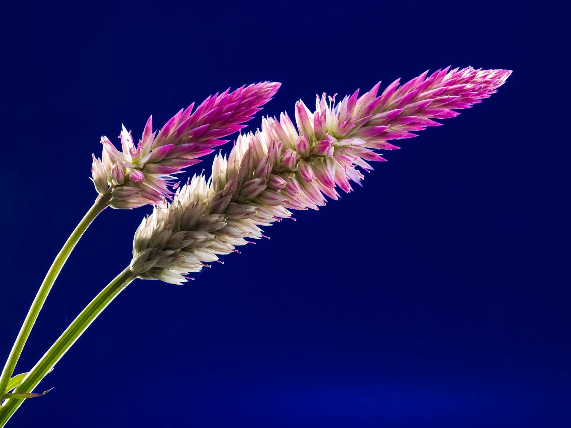 Blossom Flower Background-2