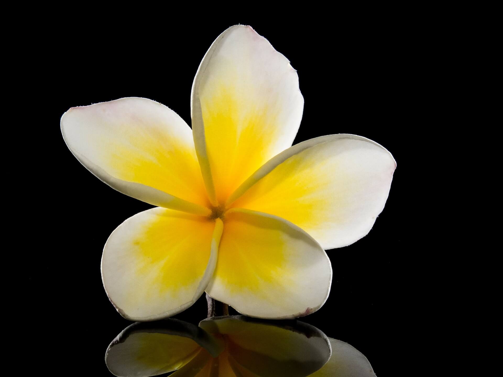 Blossom Flower-Background