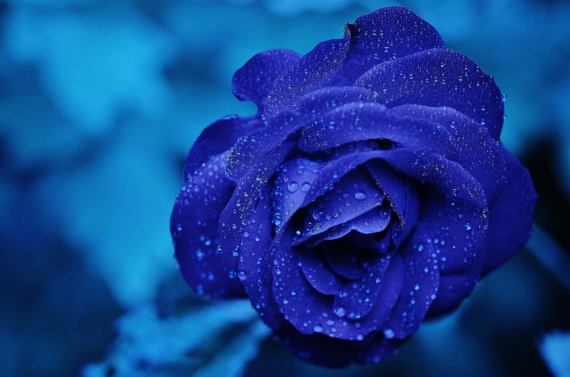 Blue Rose Flower Background
