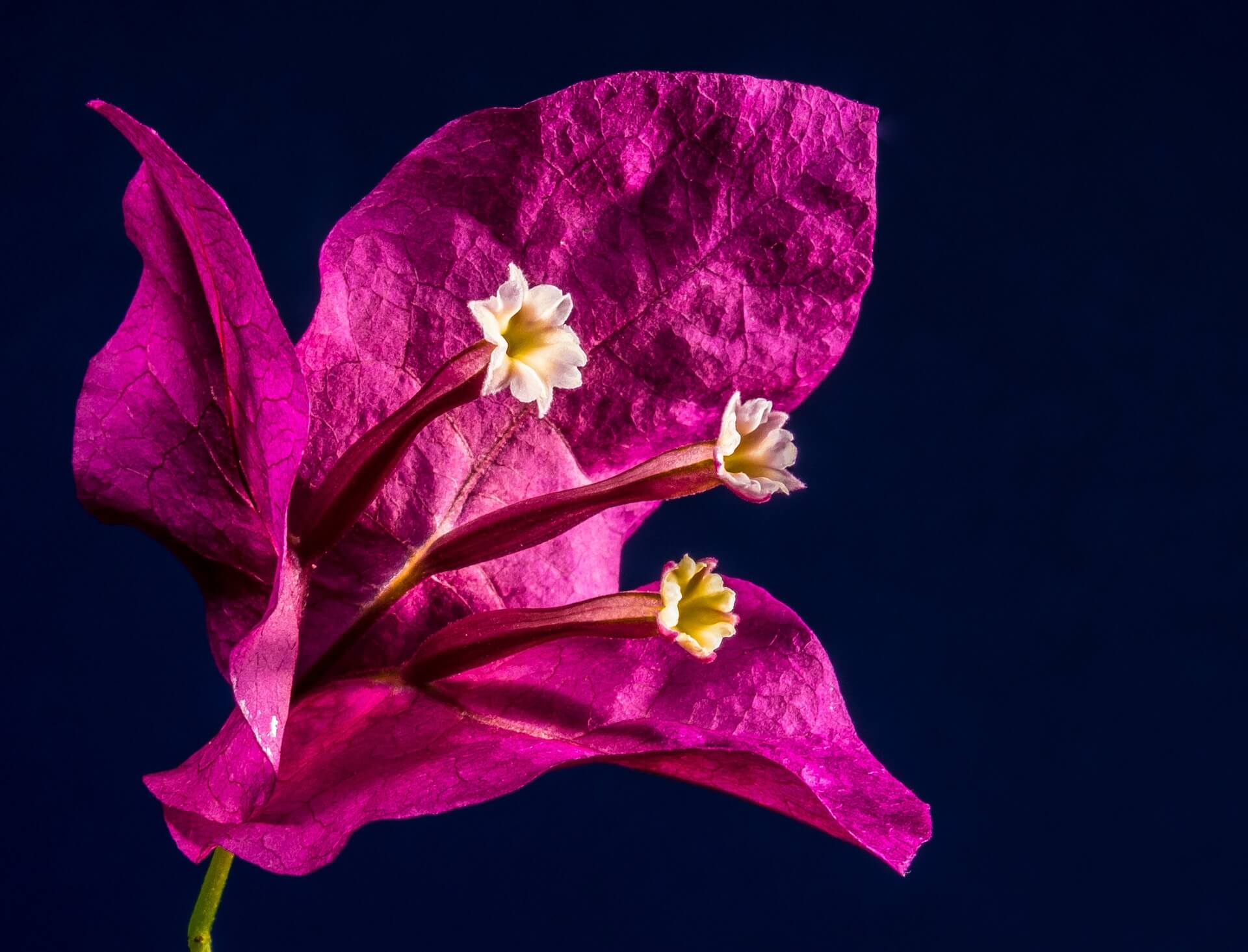 Bougainvillea Flower Background