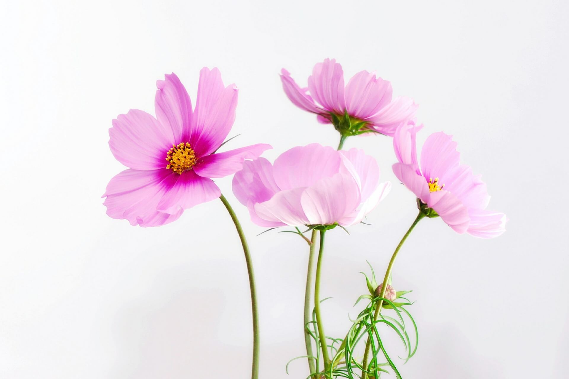 Cosmea Flower Background