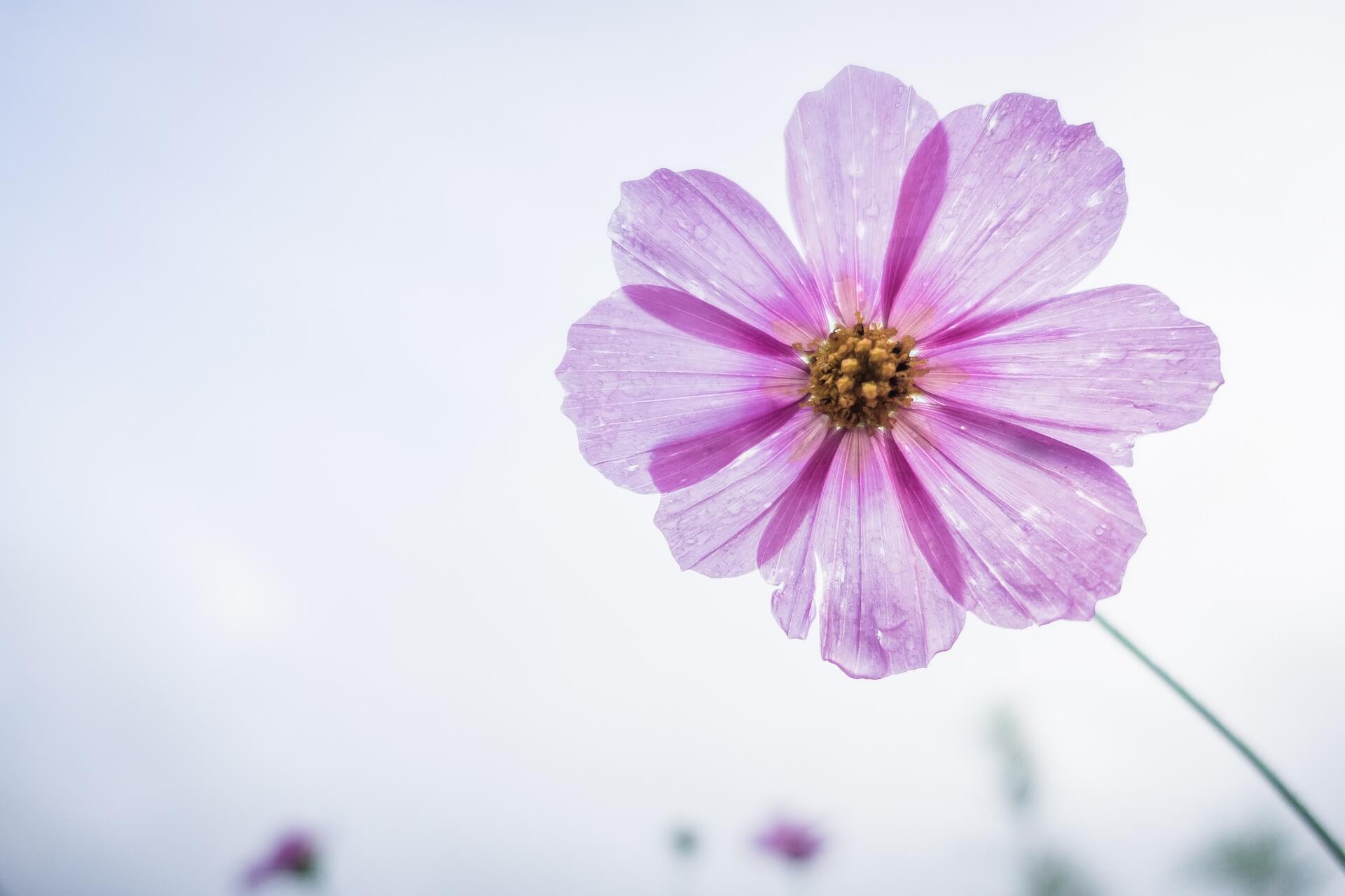 beautiful flower backgrounds