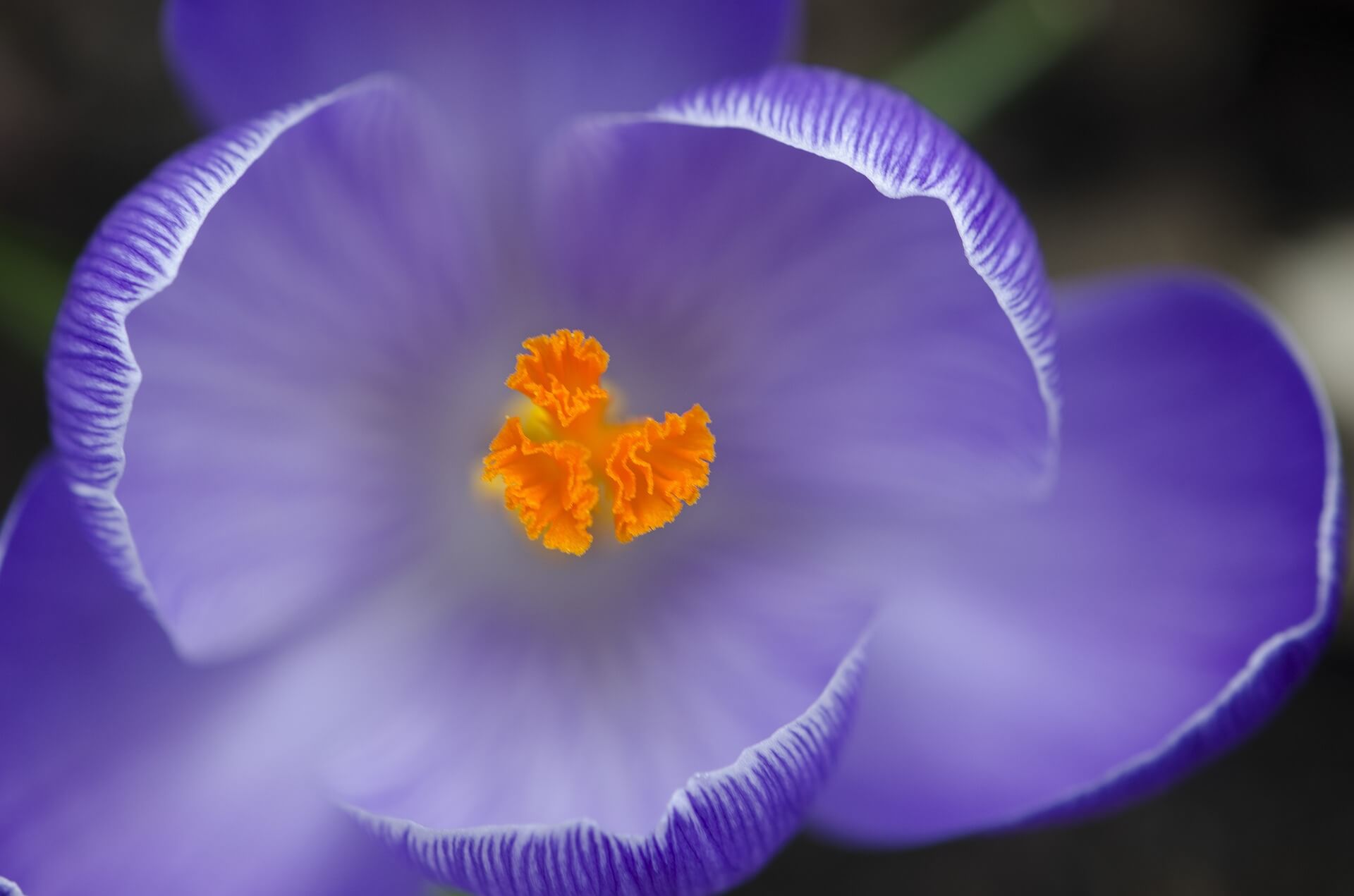 Crocus Flower Background