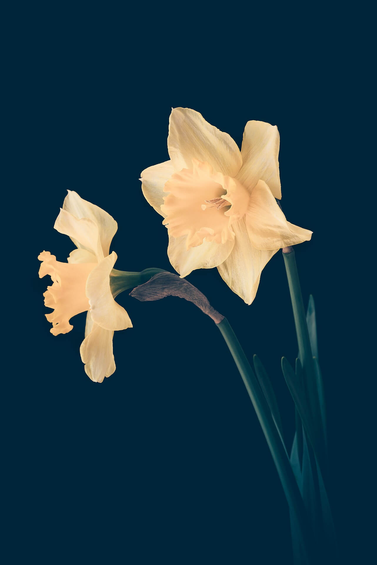 Yellow Flower Background