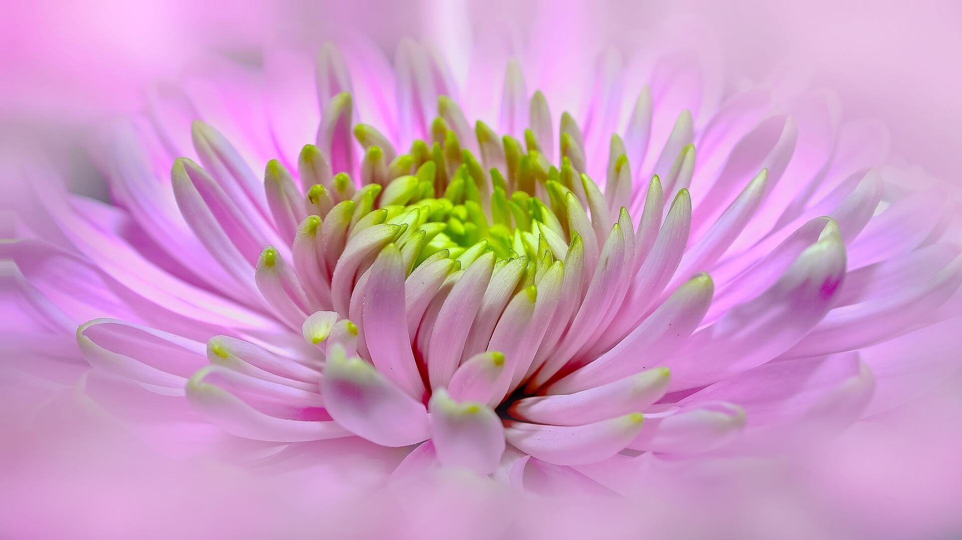Dahlia Flower Background-2