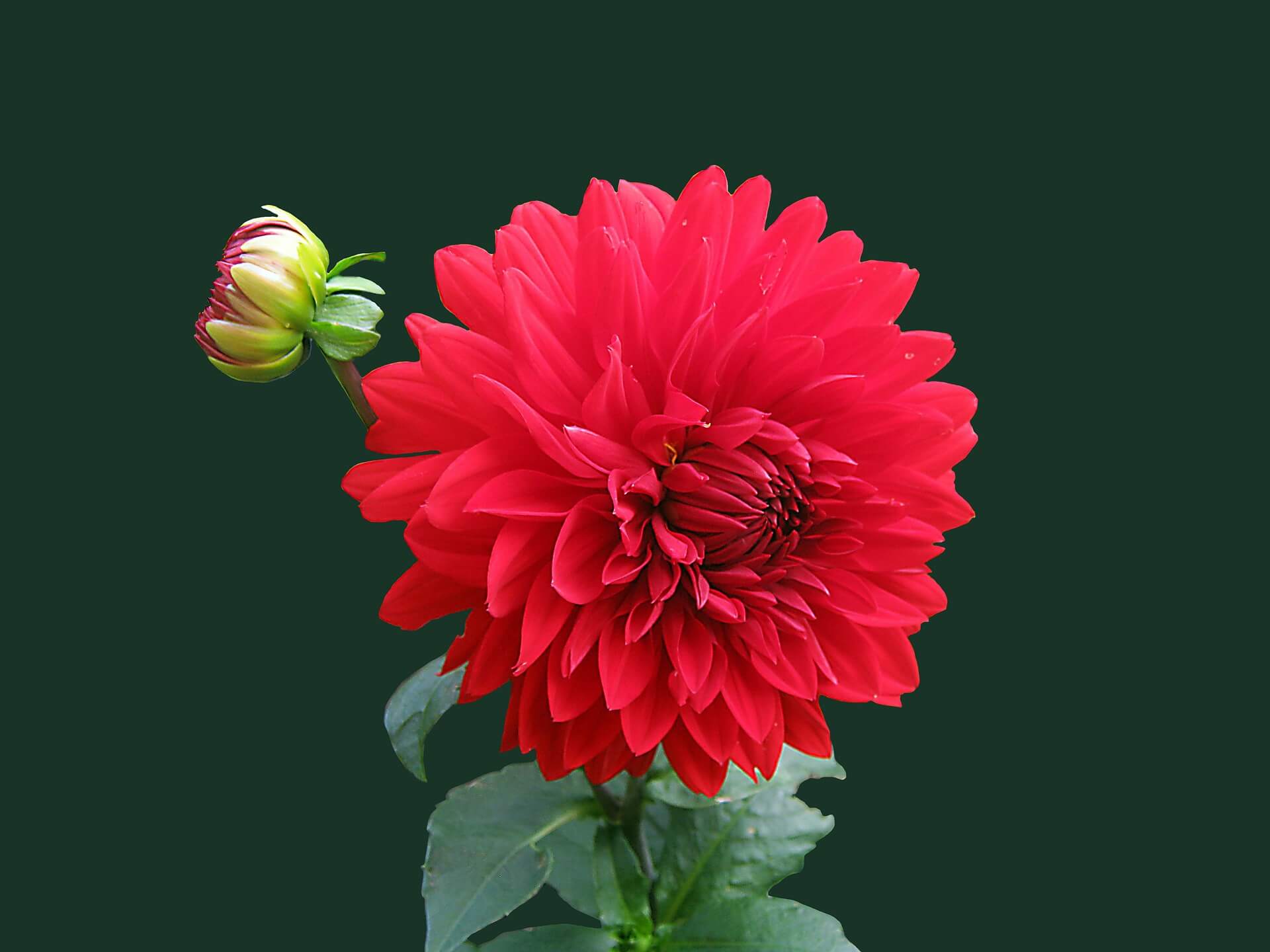 Dahlia Flower Background-3