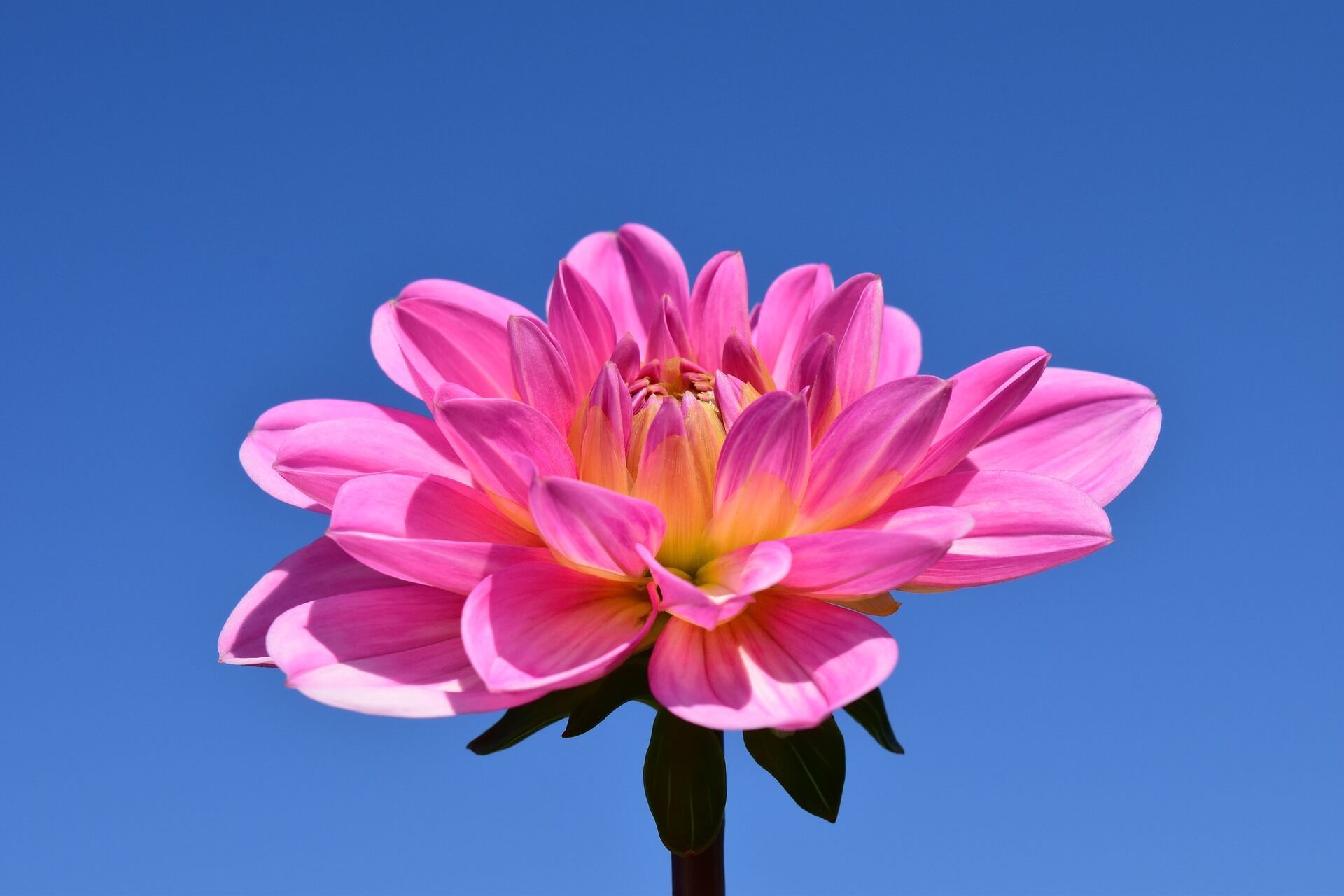 Dahlia Flower Background