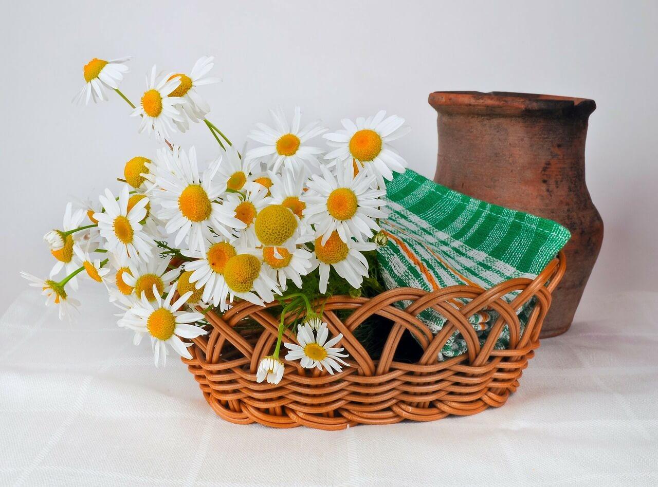 Daisies Flower Background