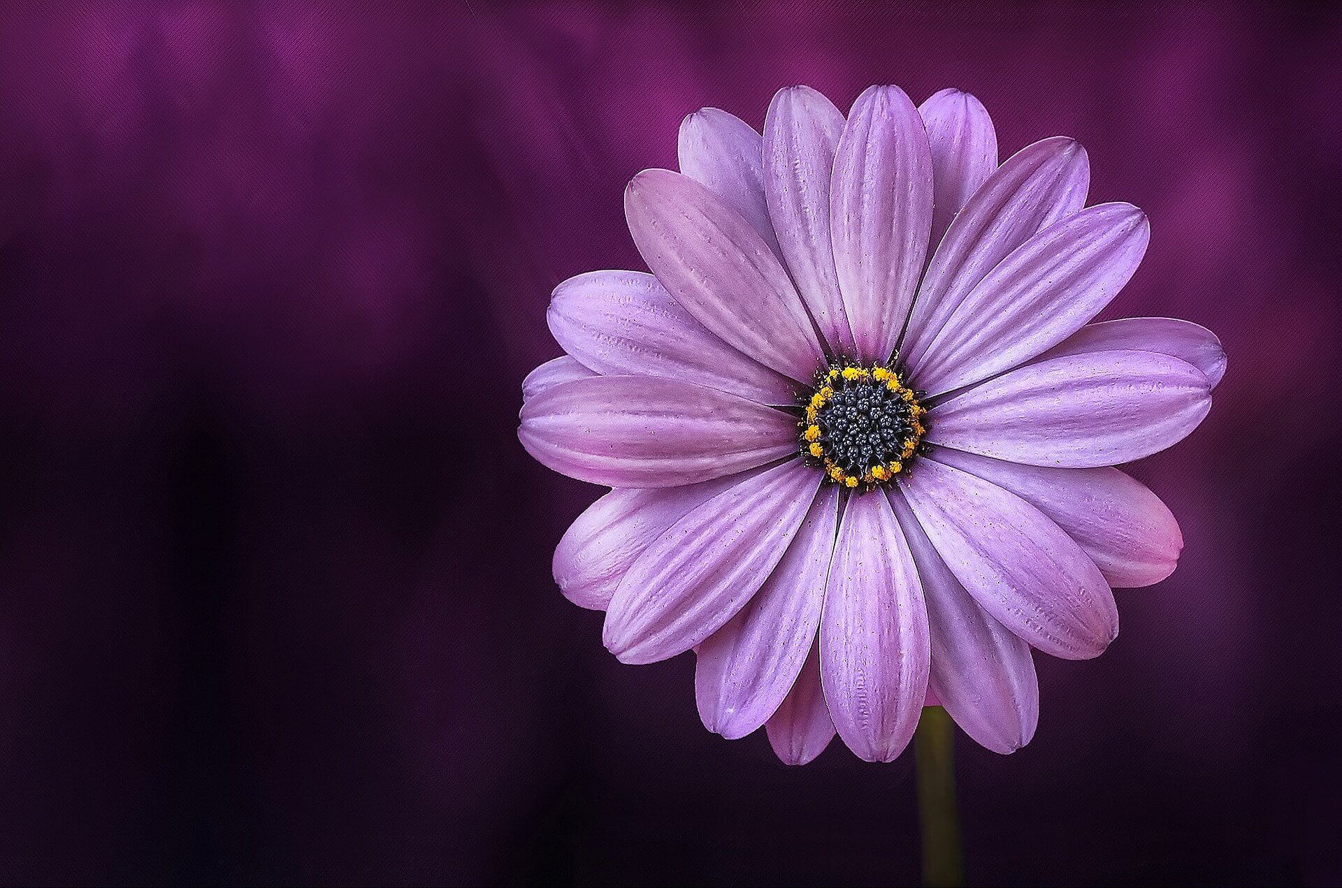 Flower Background 4
