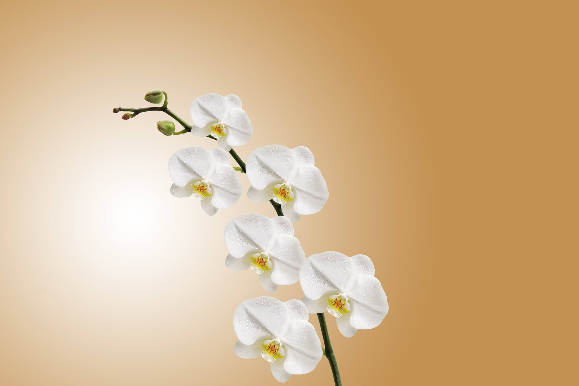 Flower Background 7