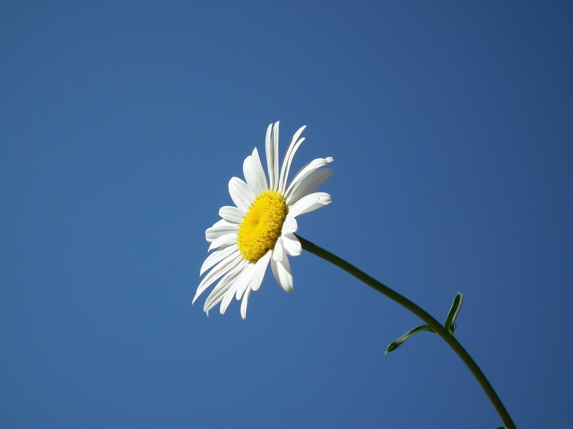 White Margriet Flower