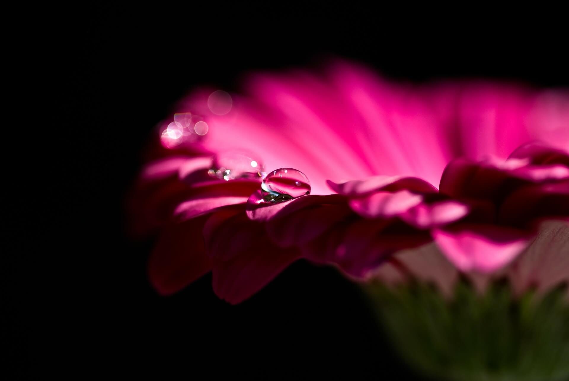 Gerbera Flower Background