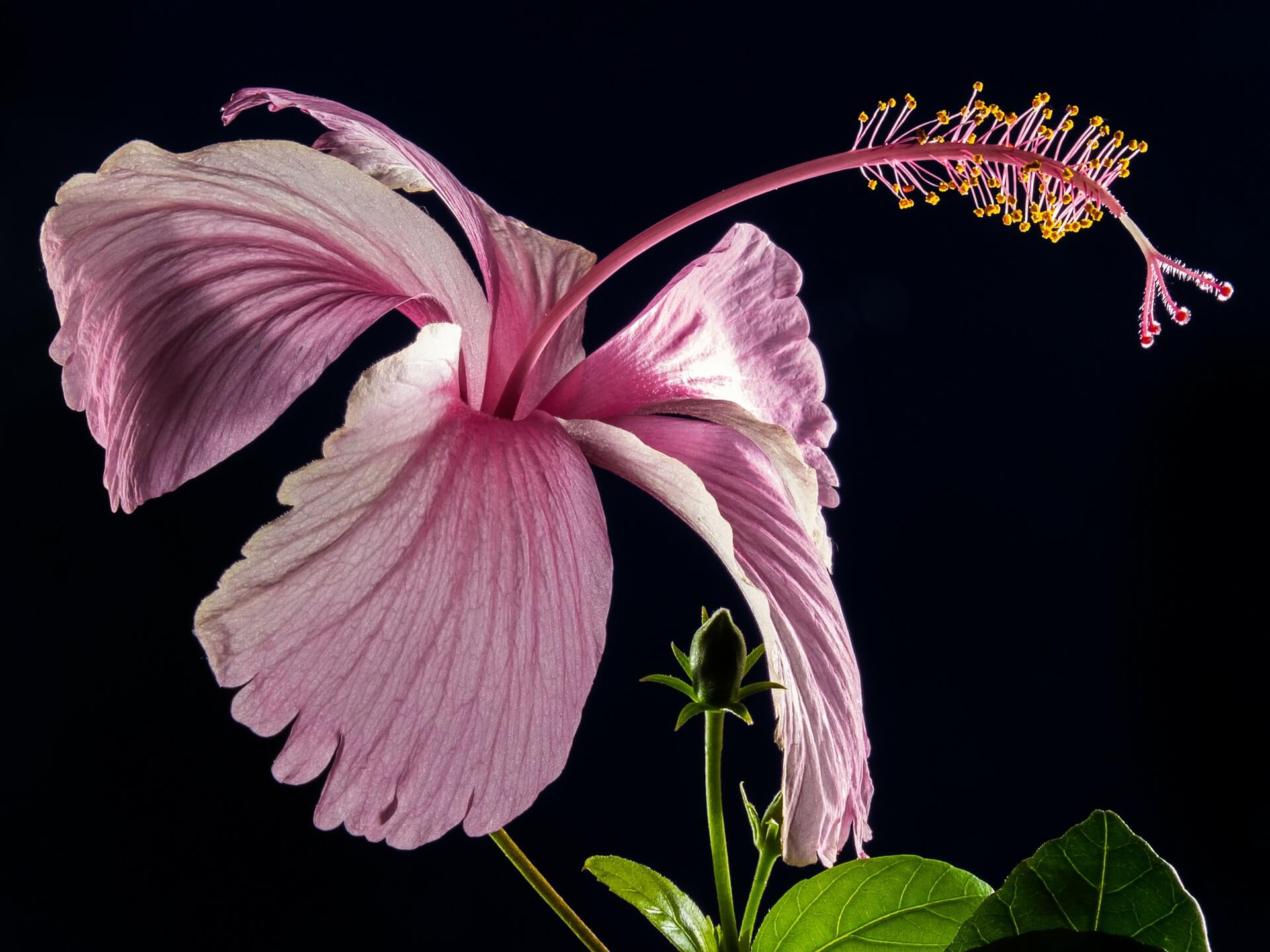 Hibiscus Flower-Background