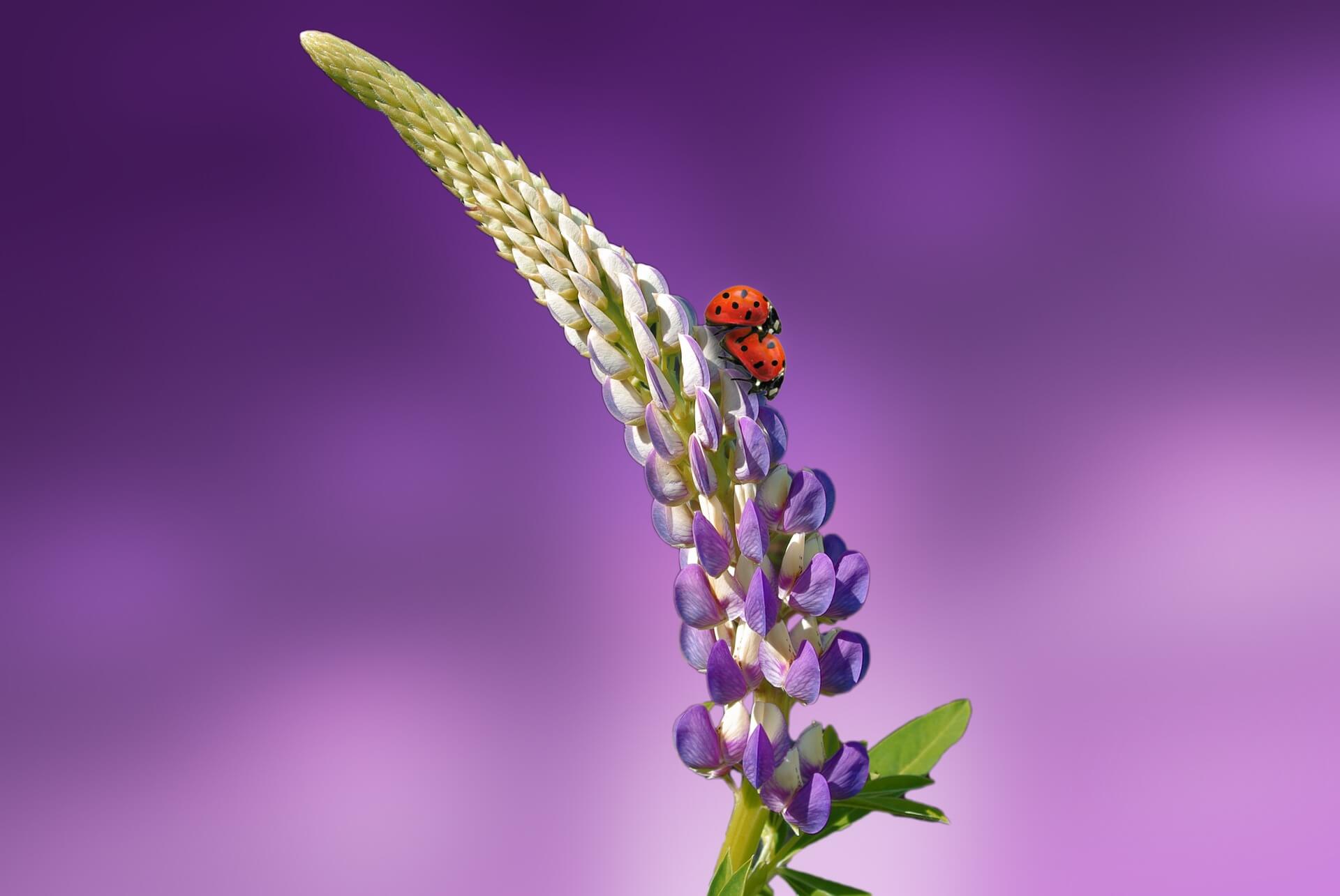 Ladybug on Flower-Background