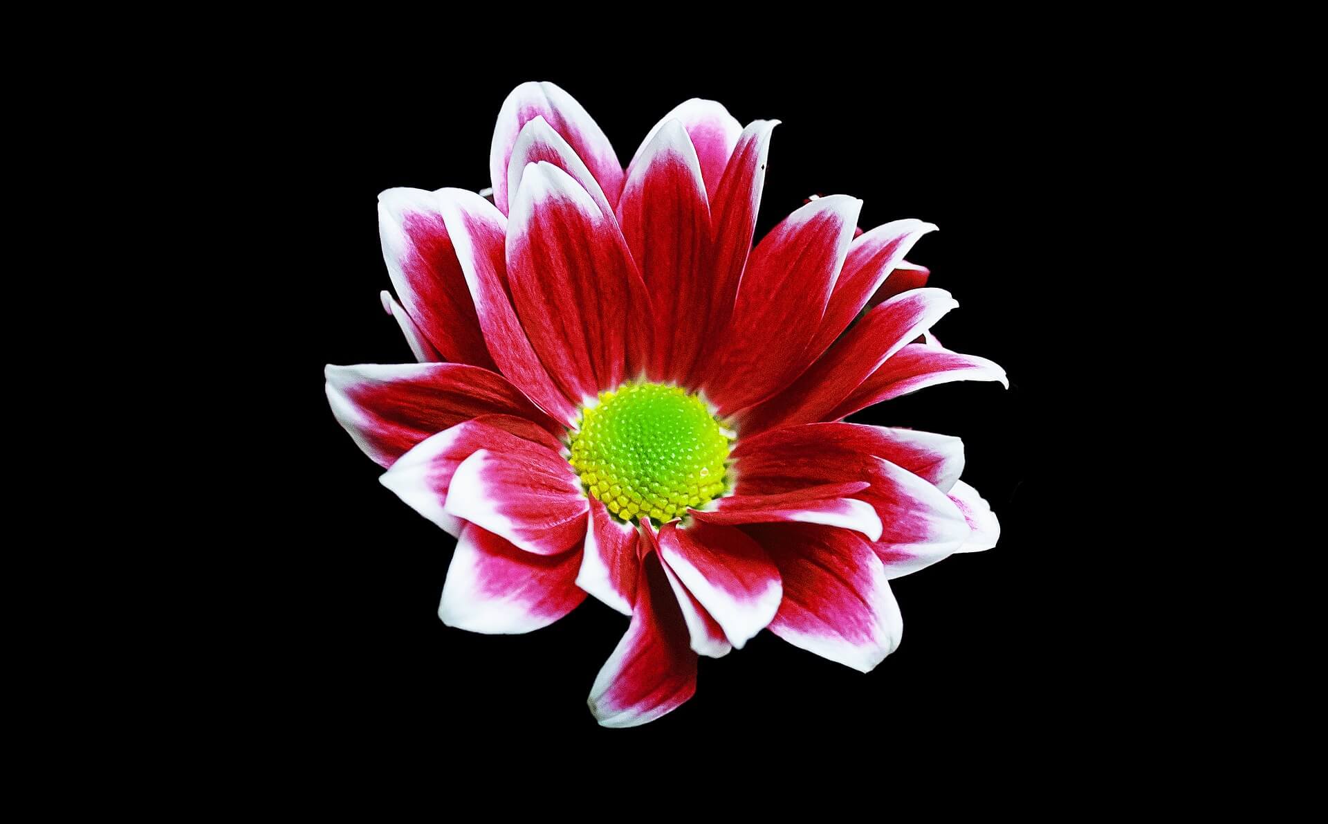 Margriet Flower Background