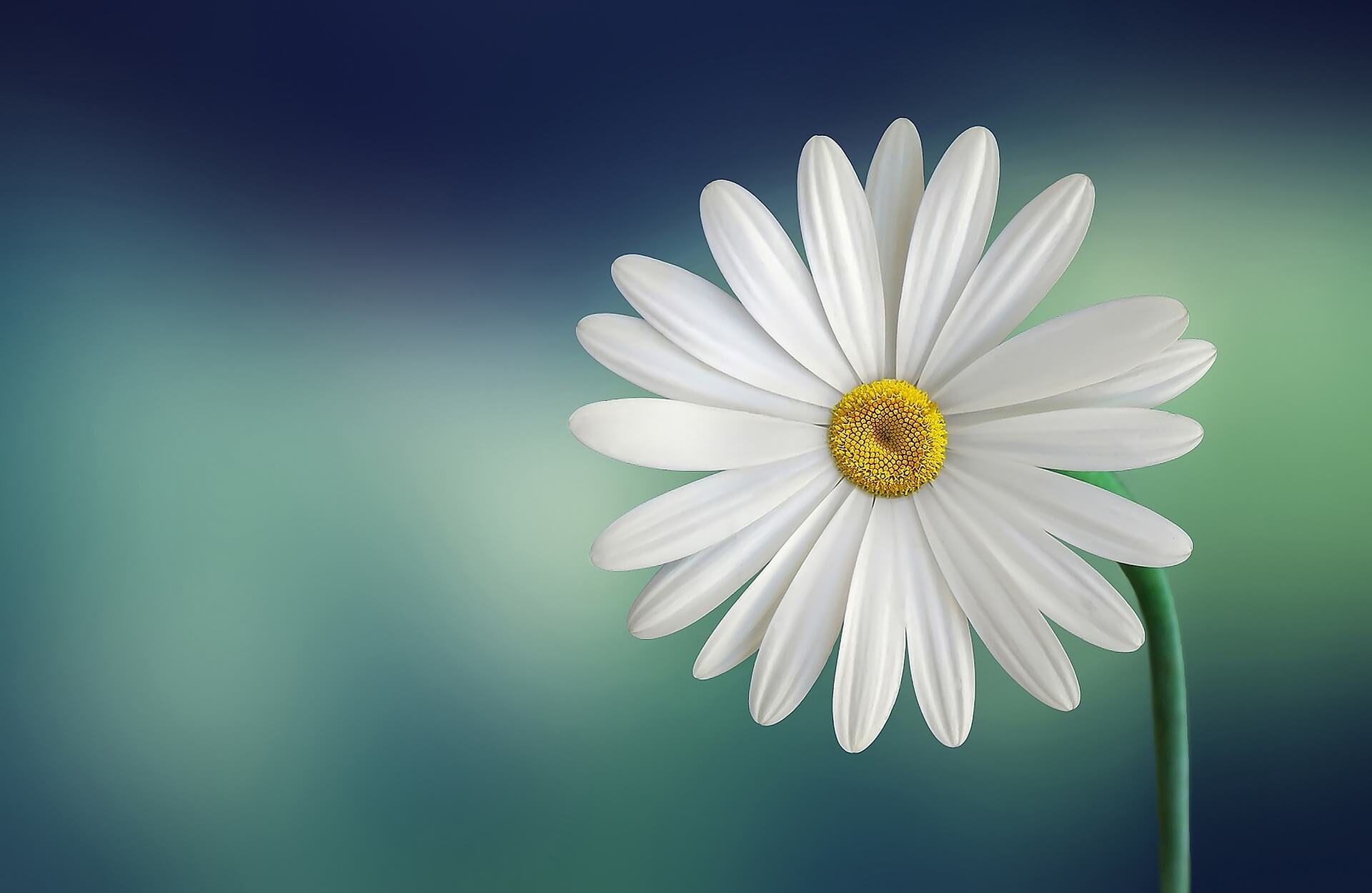 Marguerite Flower Background
