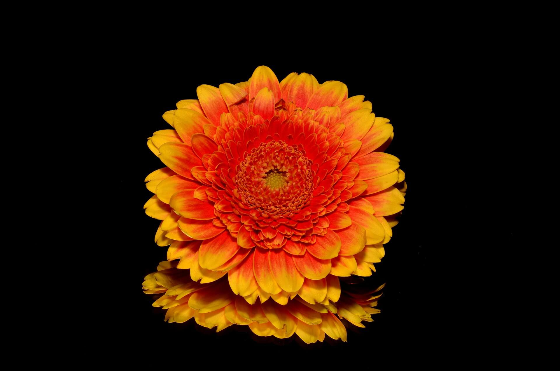 Orange Flower Background