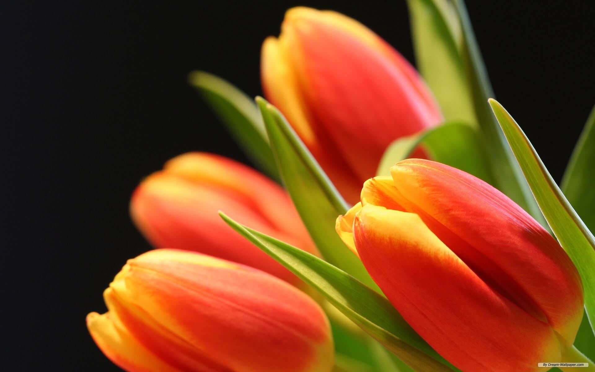 Orange Tulip Flower Background