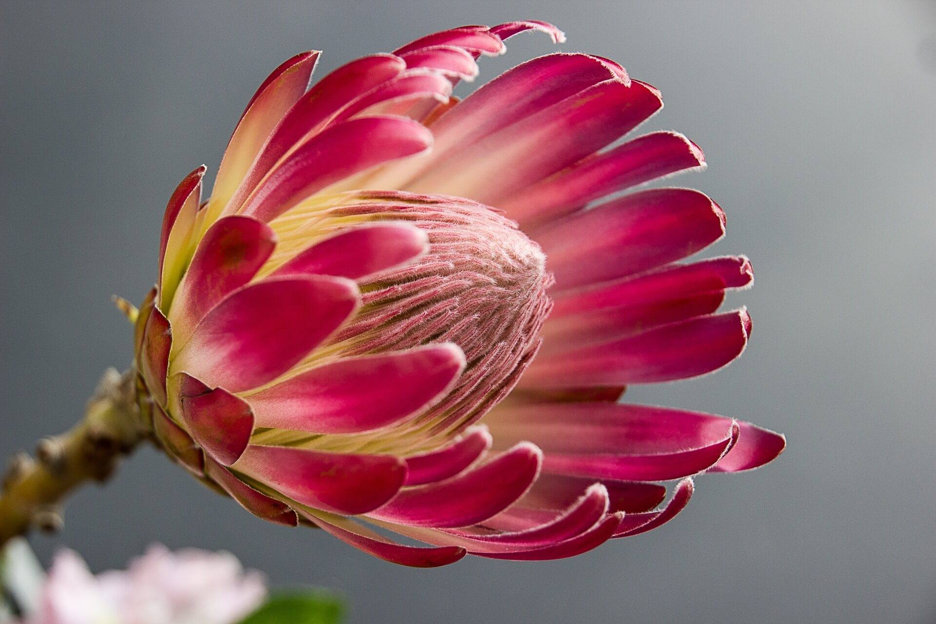 Protea Flower-Background