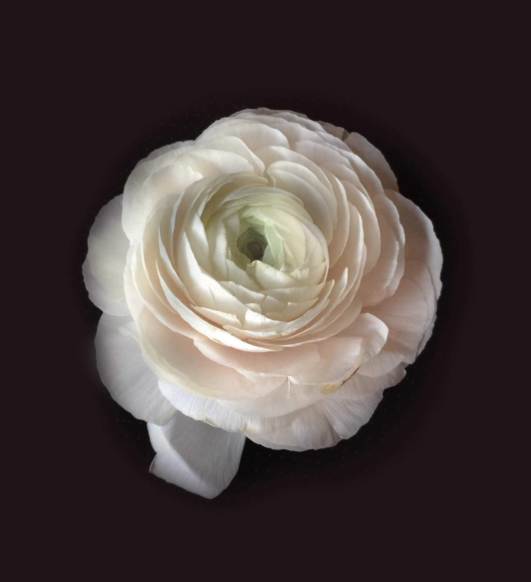 Ranunculus Flower Background