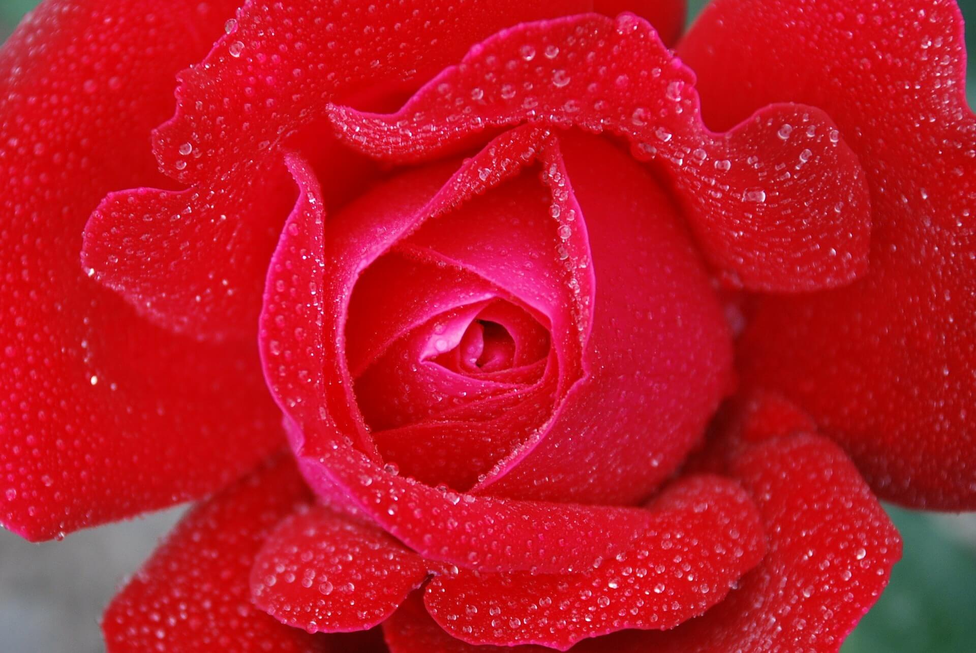 Red Rose Flower Background