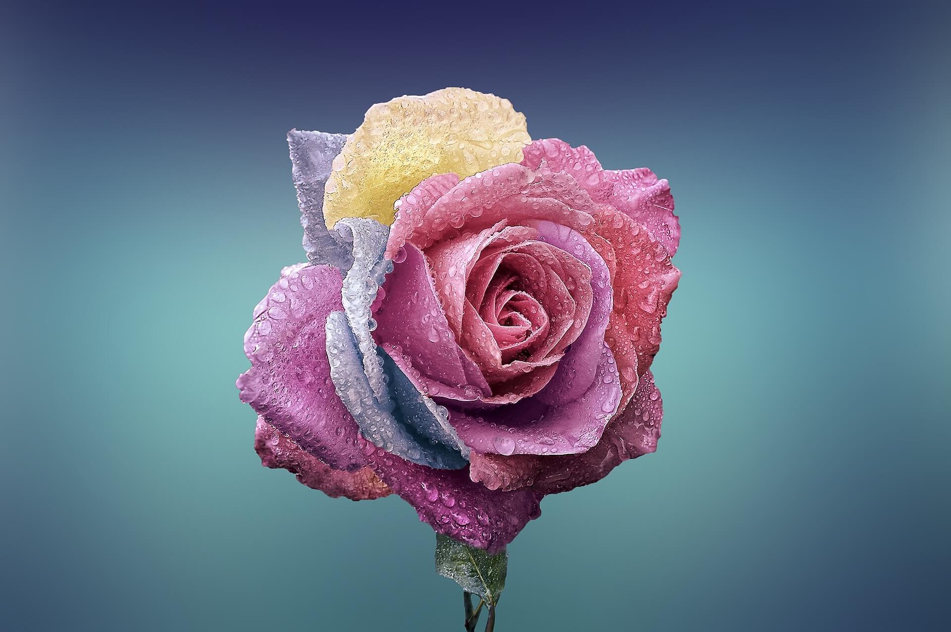Multi-colored Rose Image