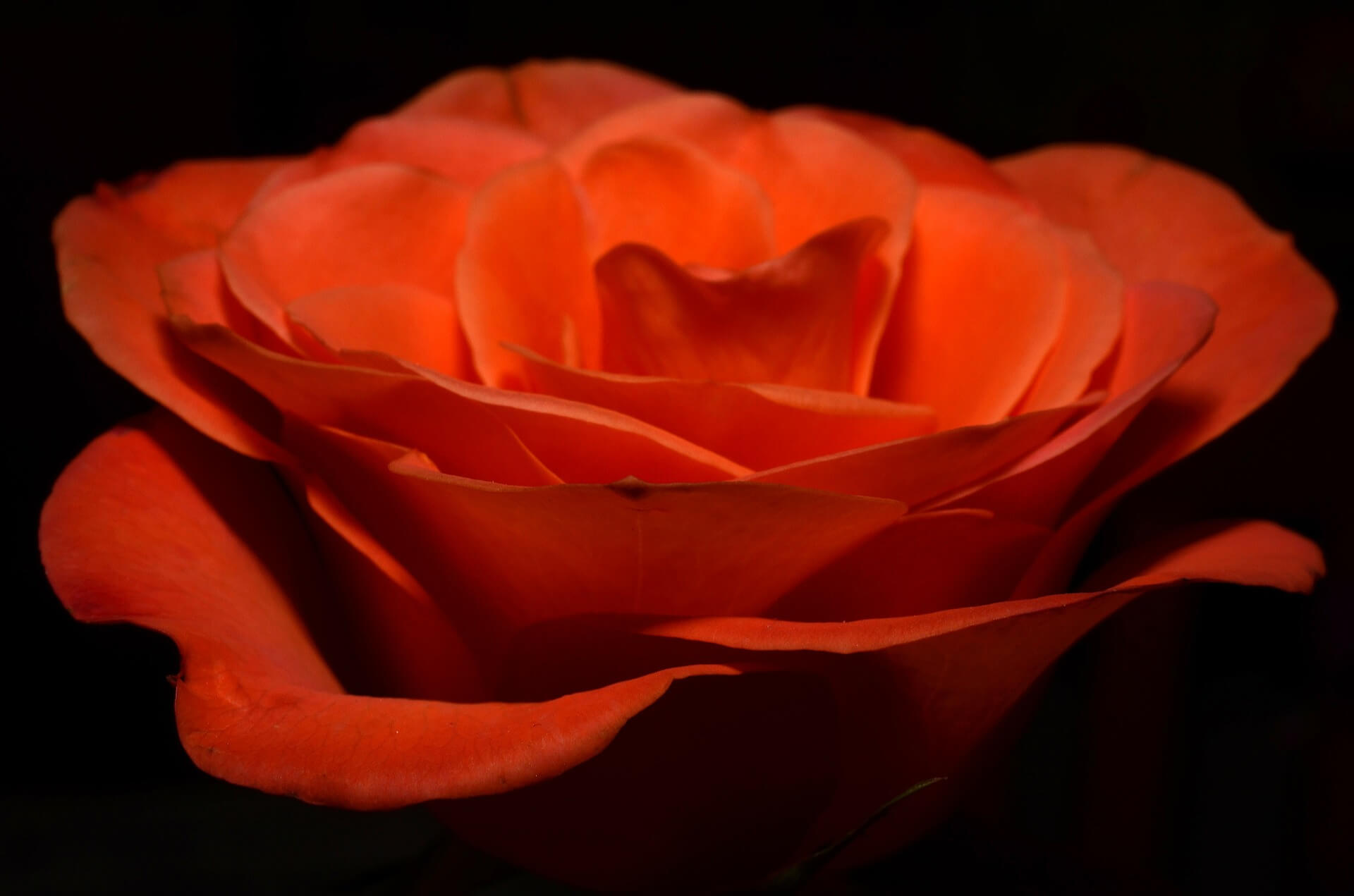 Rose Flower Background-2