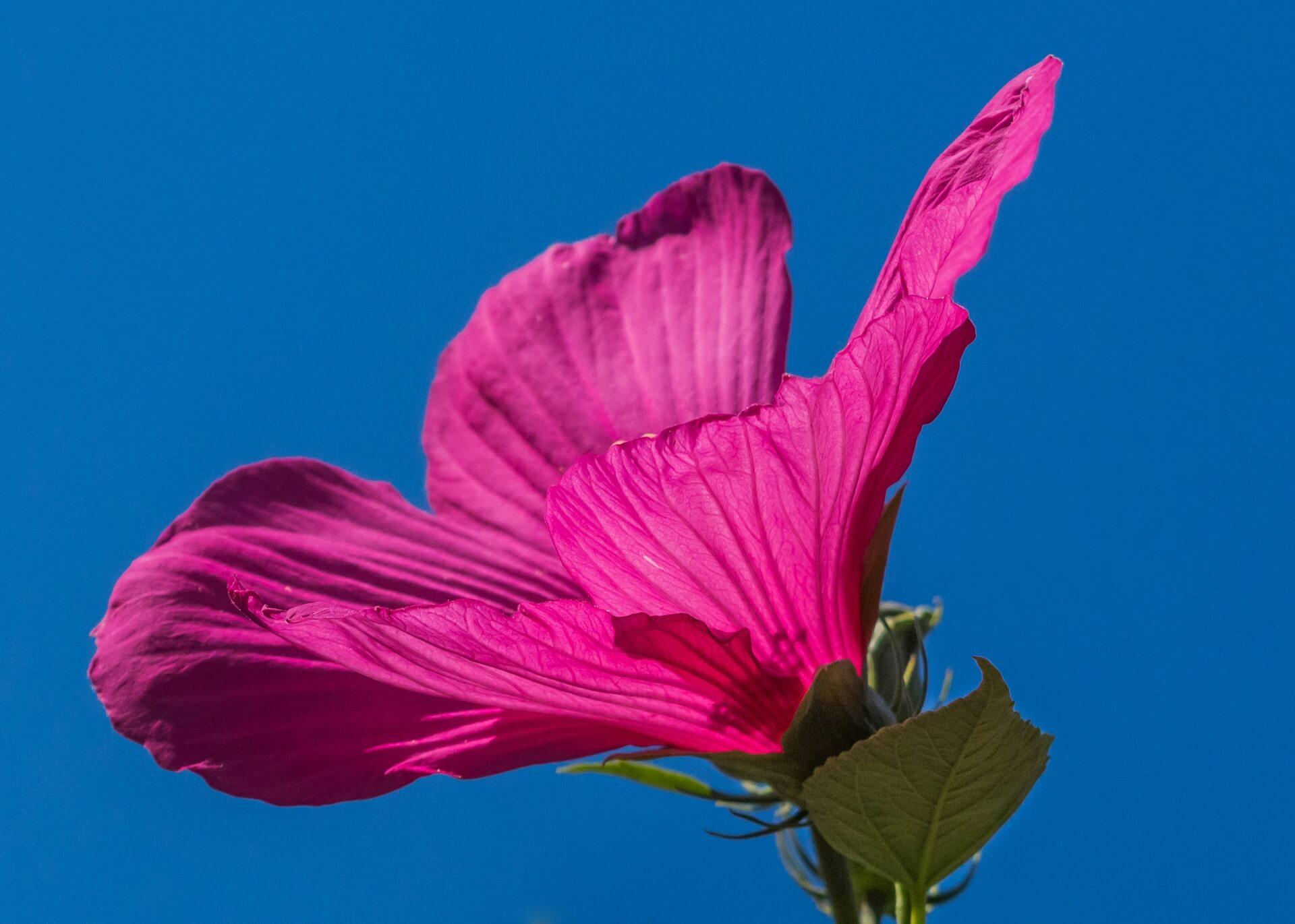 Swamp Hibiscus Flower-Background