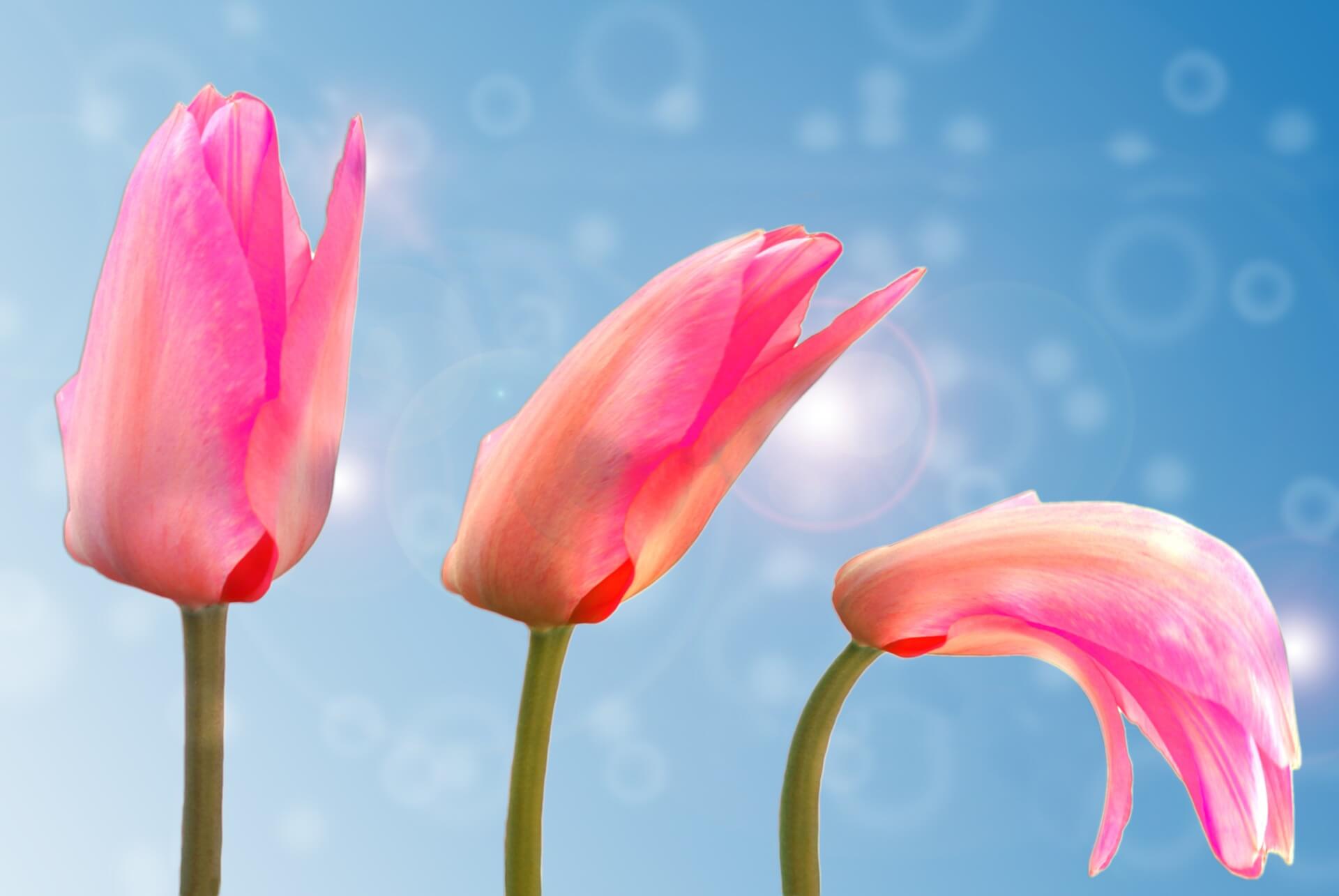 Tulip Flower-Background-3