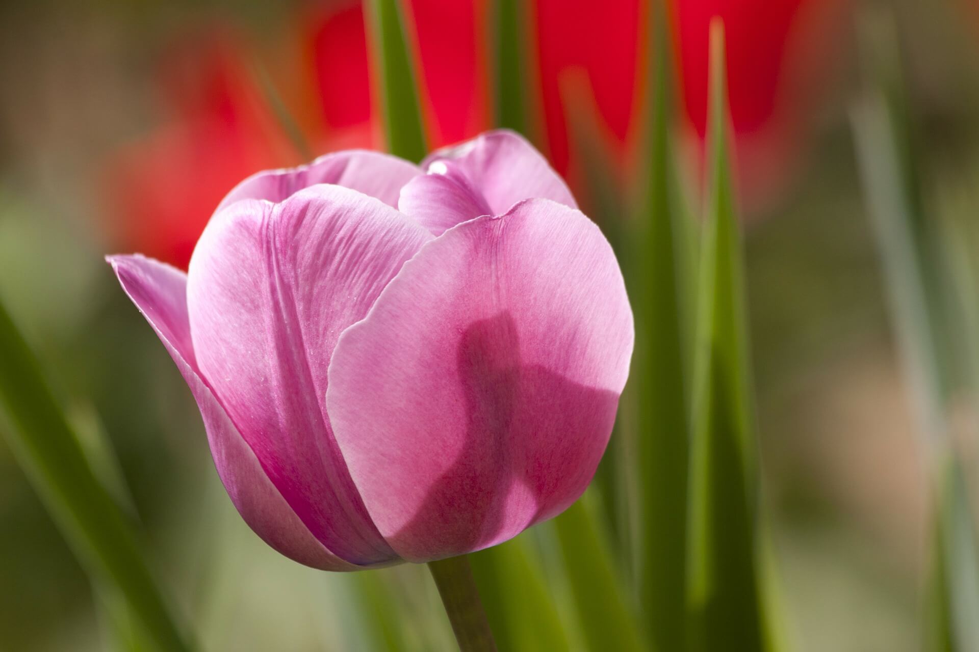 Tulip Flower-Background-4