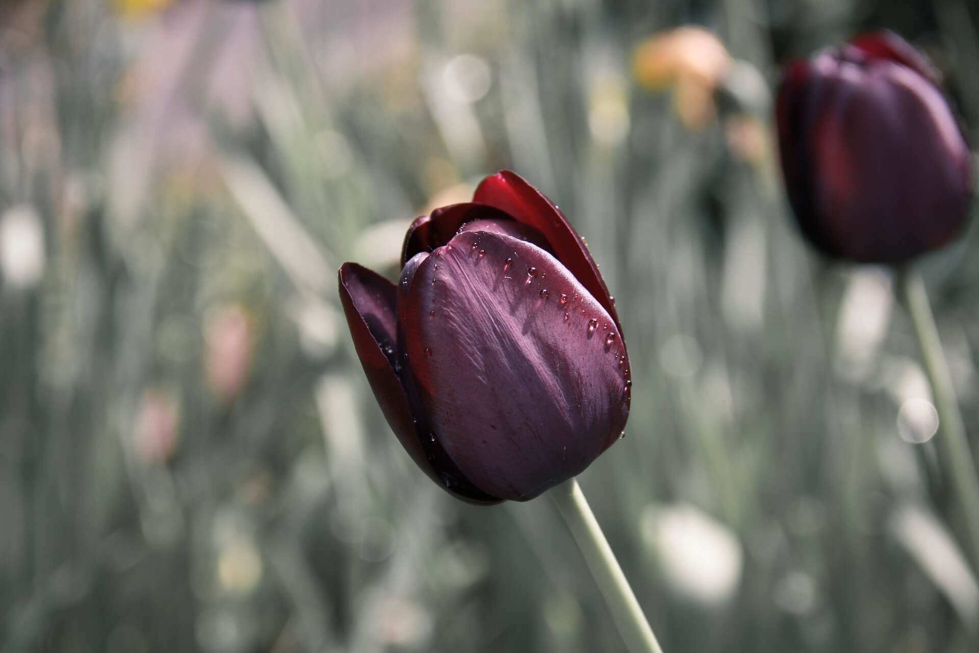 Purple Tulip Flower Background-5